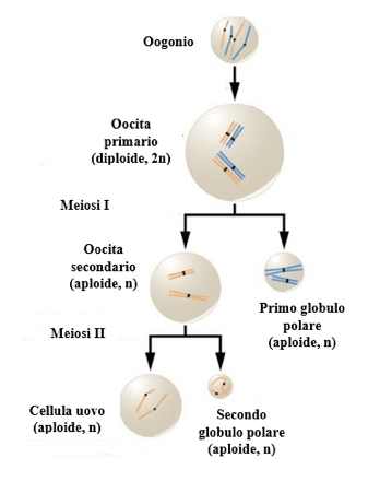 ovogenesi