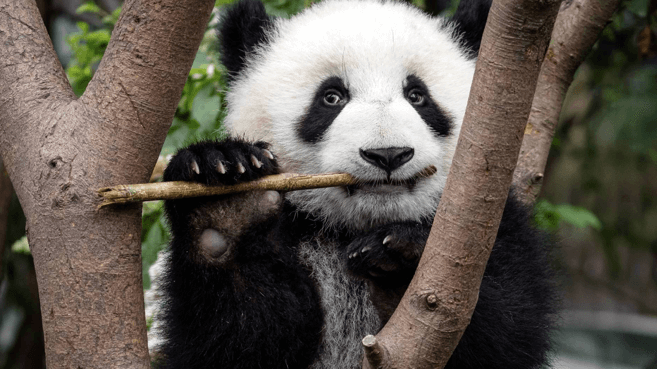 Panda Gigante