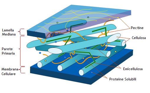 La parete cellulare delle cellula vegetale