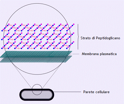 Struttura della parete dei batteri gram-positivi
