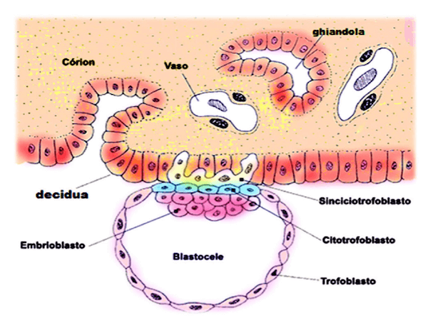 Parete uterina