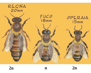 Le api regine producono i maschi (fuchi) per partenogenesi