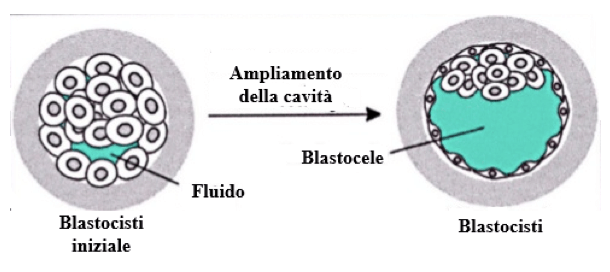 Passaggio dallo stadio di morula a quello di blastocisti