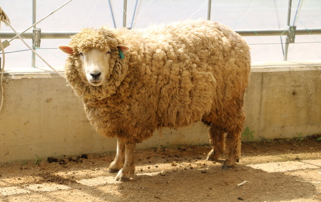 Pecora Dolly