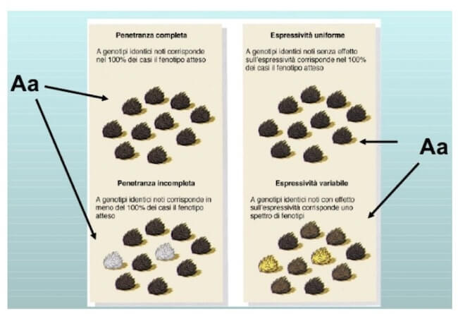 penetranza incompleta ed espressività