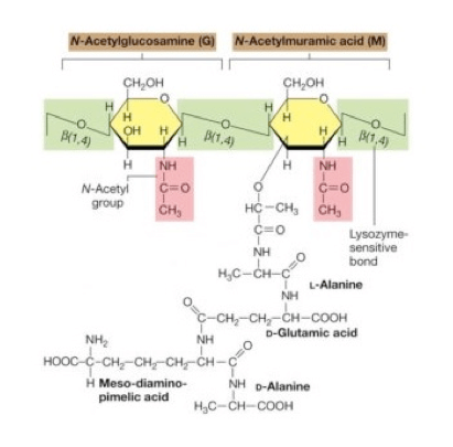 peptidoglicano nei batteri gram-