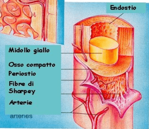 Localizzazione di Periostio ed Endostio a livello della diafisi ossea