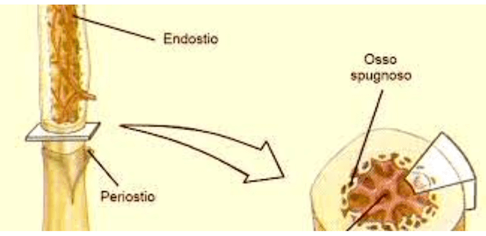 Periostio ed endostio