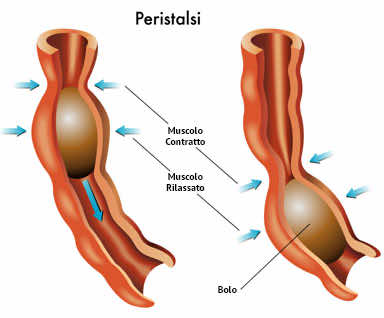 Movimenti peristaltici