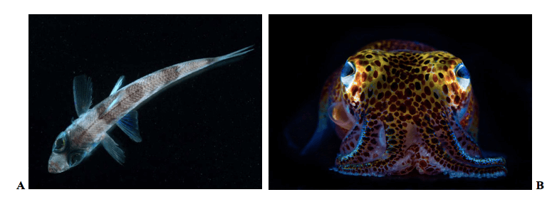 Pesce e un calamaro biolumiscenti