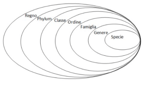 Phylum