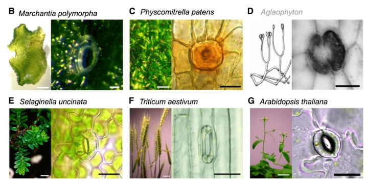 Specie rappresentative delle principali linee evolutive di piante vascolari e non vascolari con annesse immagini degli stomi reperibili nelle parti aeree