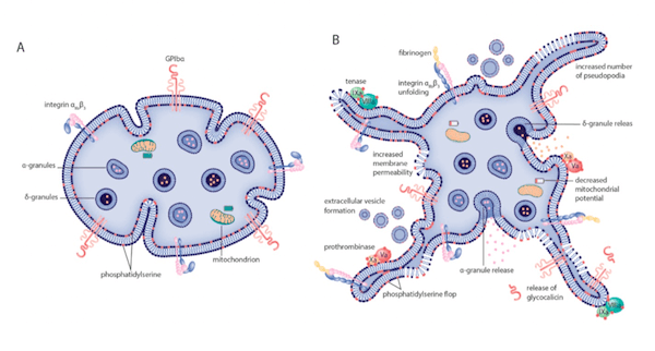 Piastrina inattivata  e piastrina attivata