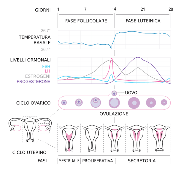 Picco della concentrazione di progesterone