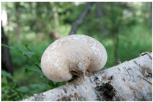 Piptoporus betulinus, fungo saprofita o sapro-parassita