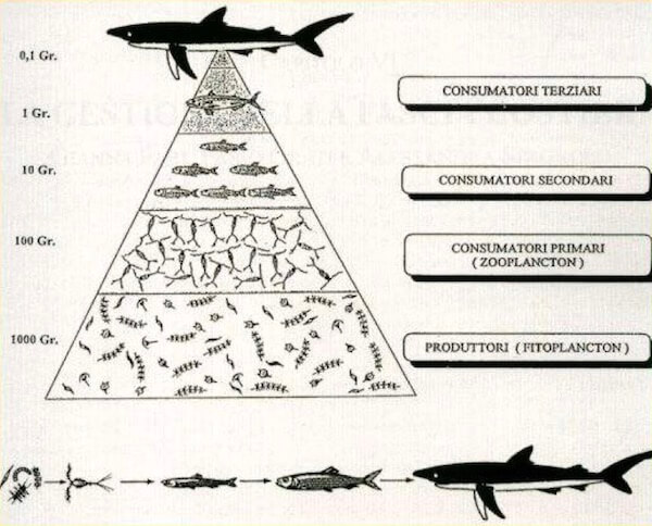 piramide alimentare pesci