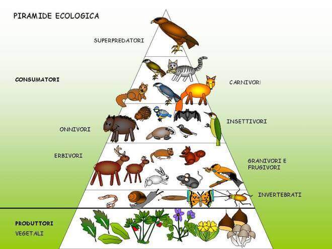 Piramide ecologica