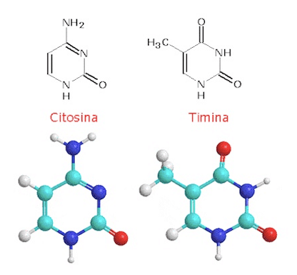 Pirimidine