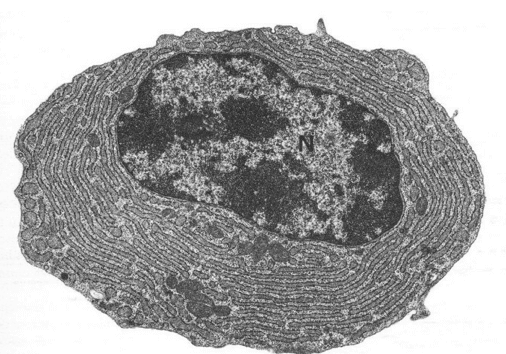 Plasmacellula