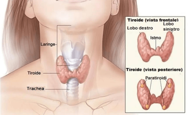 Posizione della tiroide e delle ghiandole paratiroidi