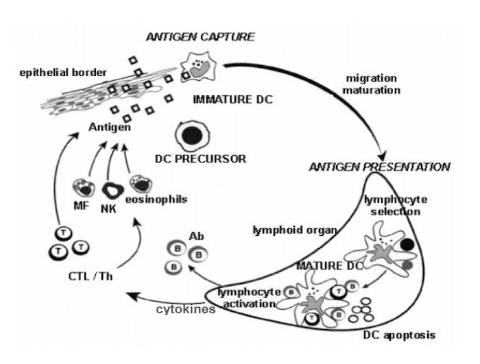 Presentazione antigenica da parte delle cellule dendritiche