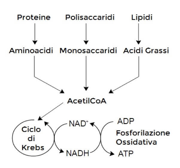 processi catabolici