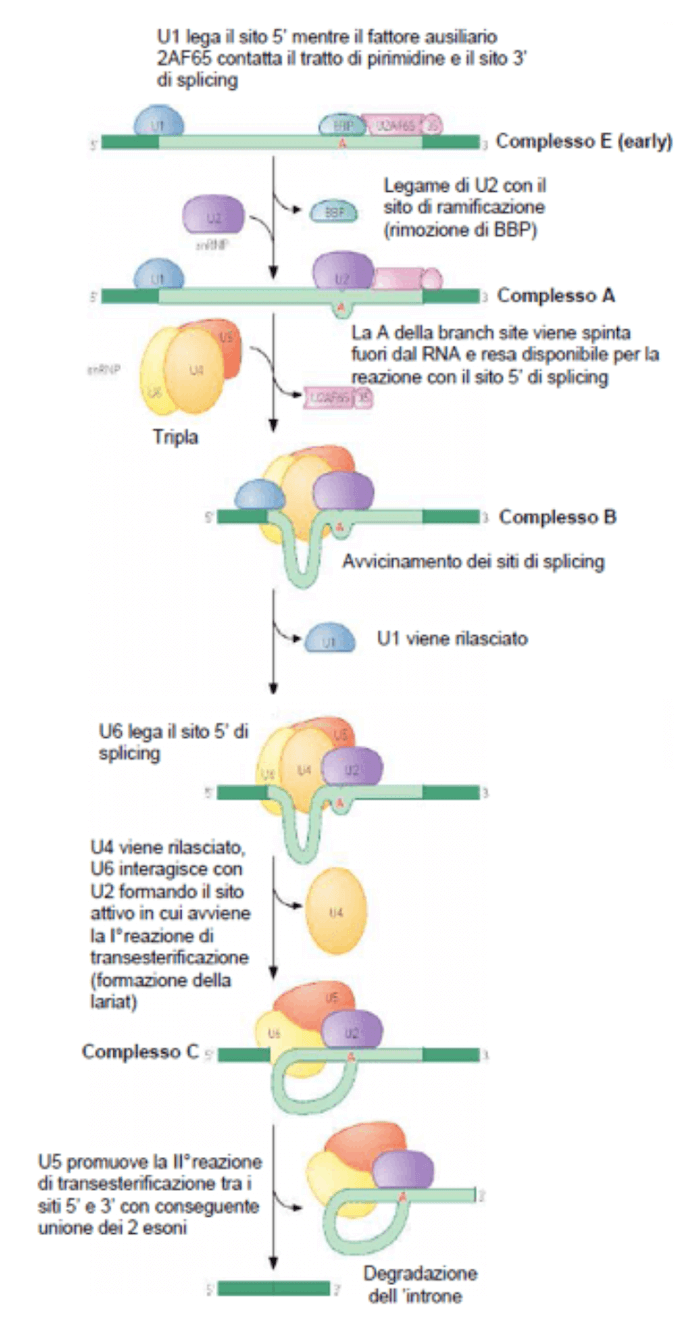 Processo di mRNA Splicing