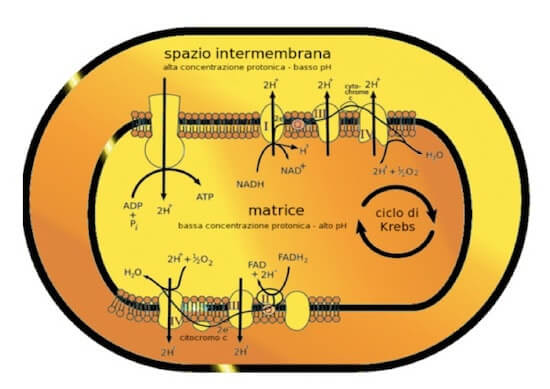 fosforilazione ossidativa