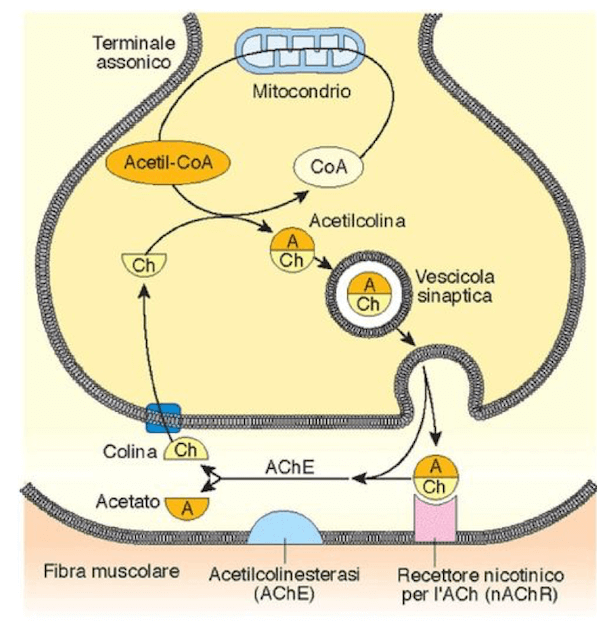 produzione e della degradazione del neurotrasmettitore Acetilcolina