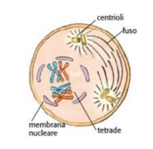 Profase 1 meiosi