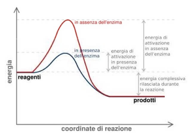 profilo energetico di una reazione catalizzata da un enzima