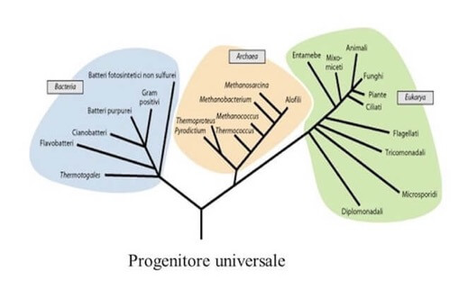 Progenitore universale