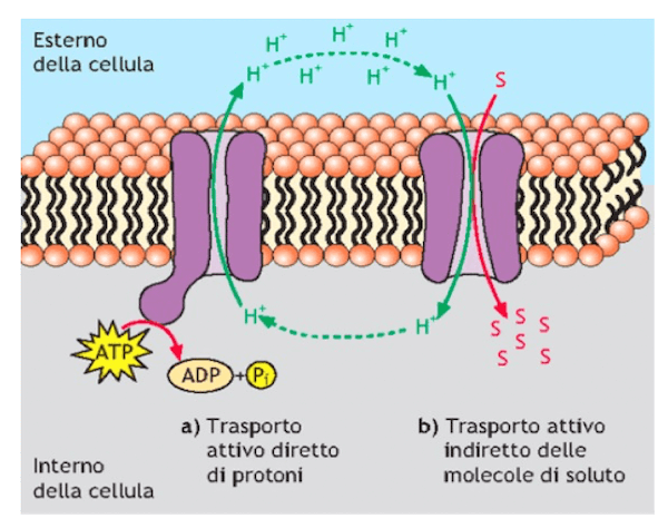 Proteine di membrana per il trasporto diretto e indiretto
