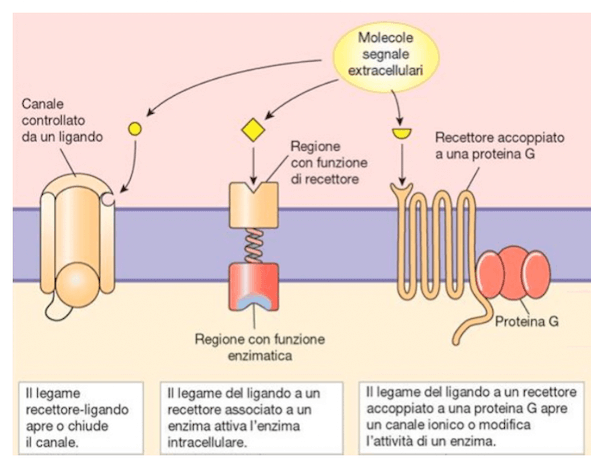 Proteine di membrana per la trasduzione del segnale