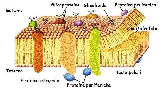 proteine di membrana
