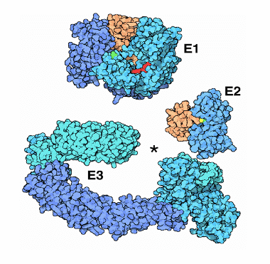 Proteine E1, E2 ed E3