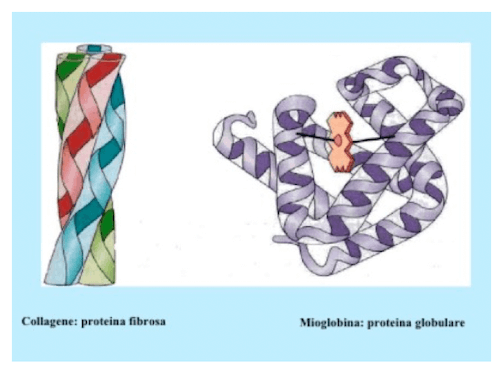 Proteine fibrose e globulari