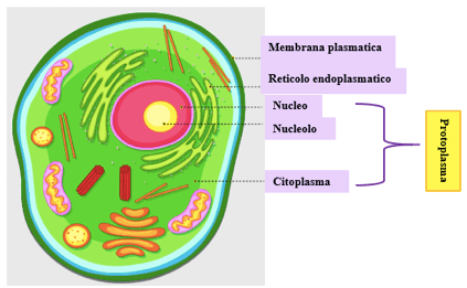 protoplasma