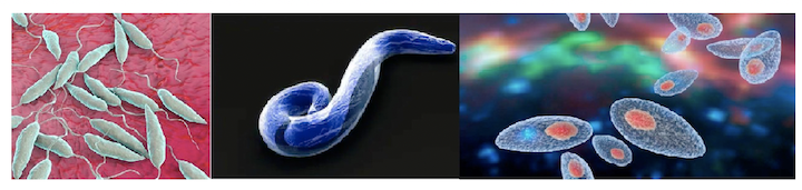 protozoi esempi
