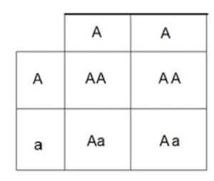 Quadrato di Punnett