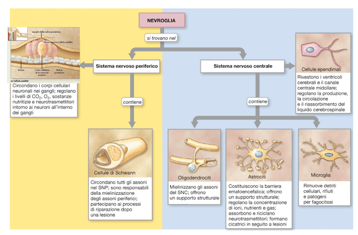 Rappresentazione schematica delle cellule della nevroglia