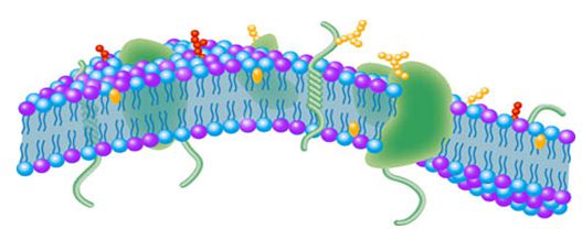 Membrana cellulare della cellula vegetale
