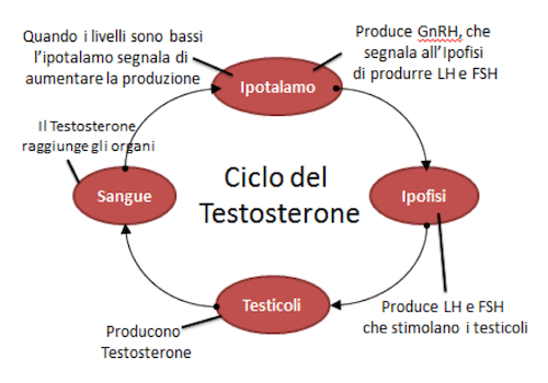 Ecco cosa dovresti fare per la tua iniziare un ciclo di steroidi