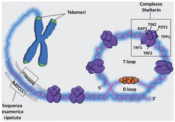 Rappresentazione telomeri