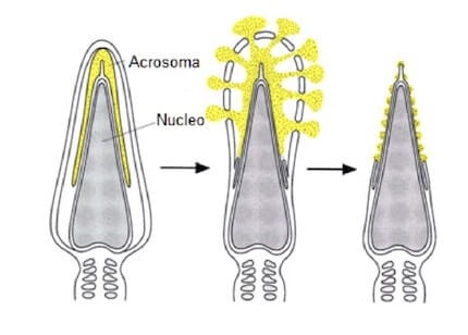 Reazione acrosomiale
