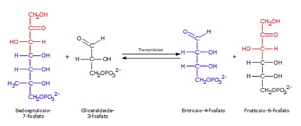 La reazione della transaldolasi