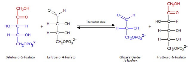 La reazione della transchetolasi