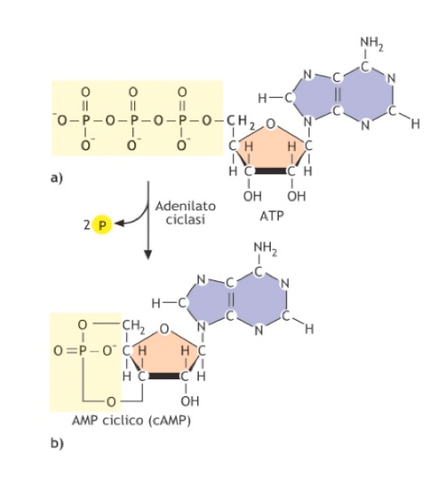 Reazione di sintesi del cAMP mediata dall'adenilato ciclasi