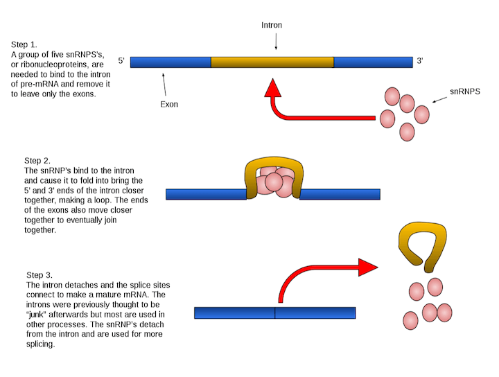 Reazione di splicing