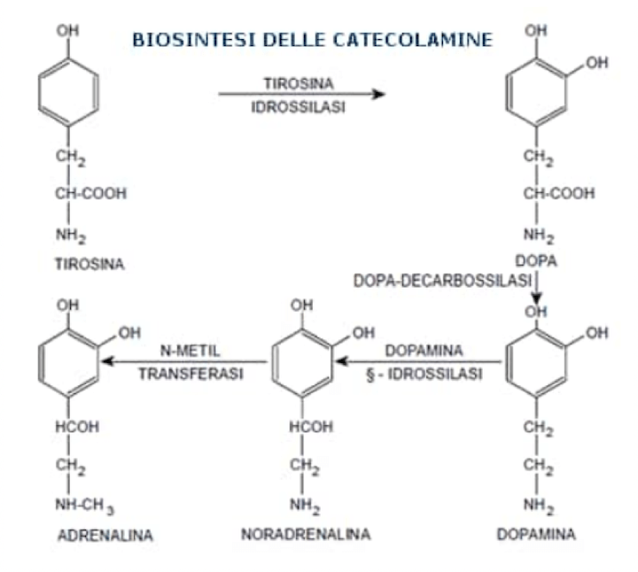 Reazioni che portano alla sintesi di Noradrenalina ed Adrenalina